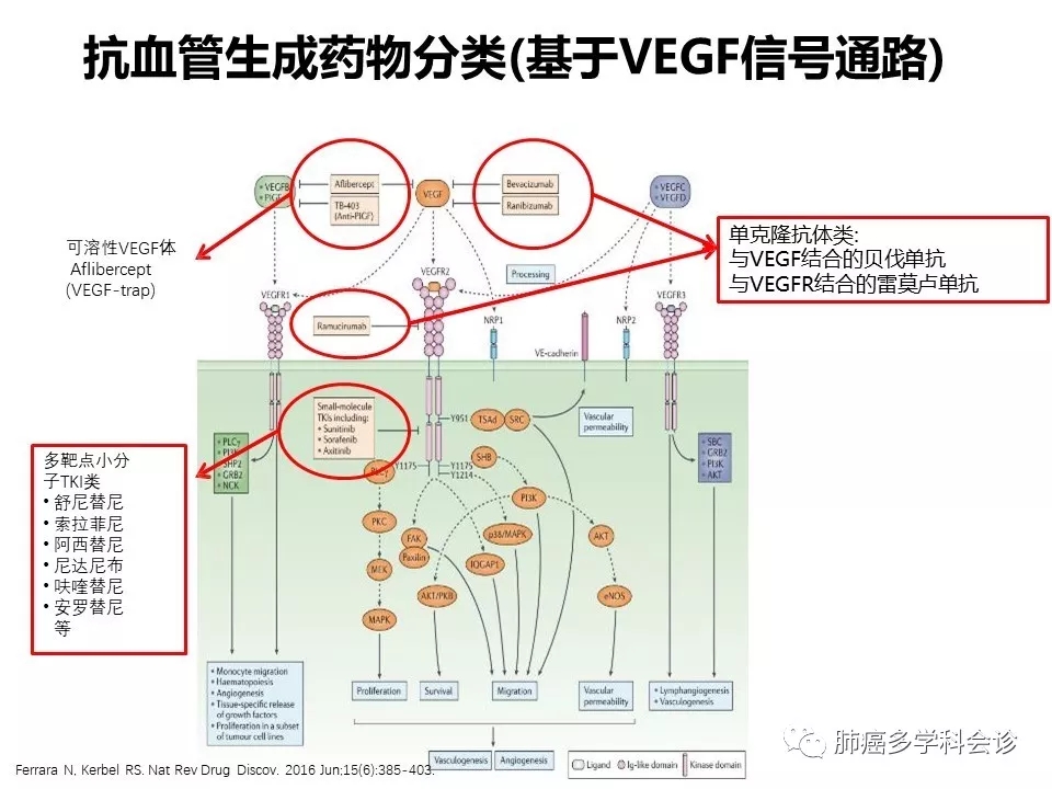 晚期nsclc抗血管生成治疗现状与未来
