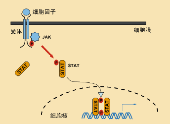 JaK-STAT信号通路.gif