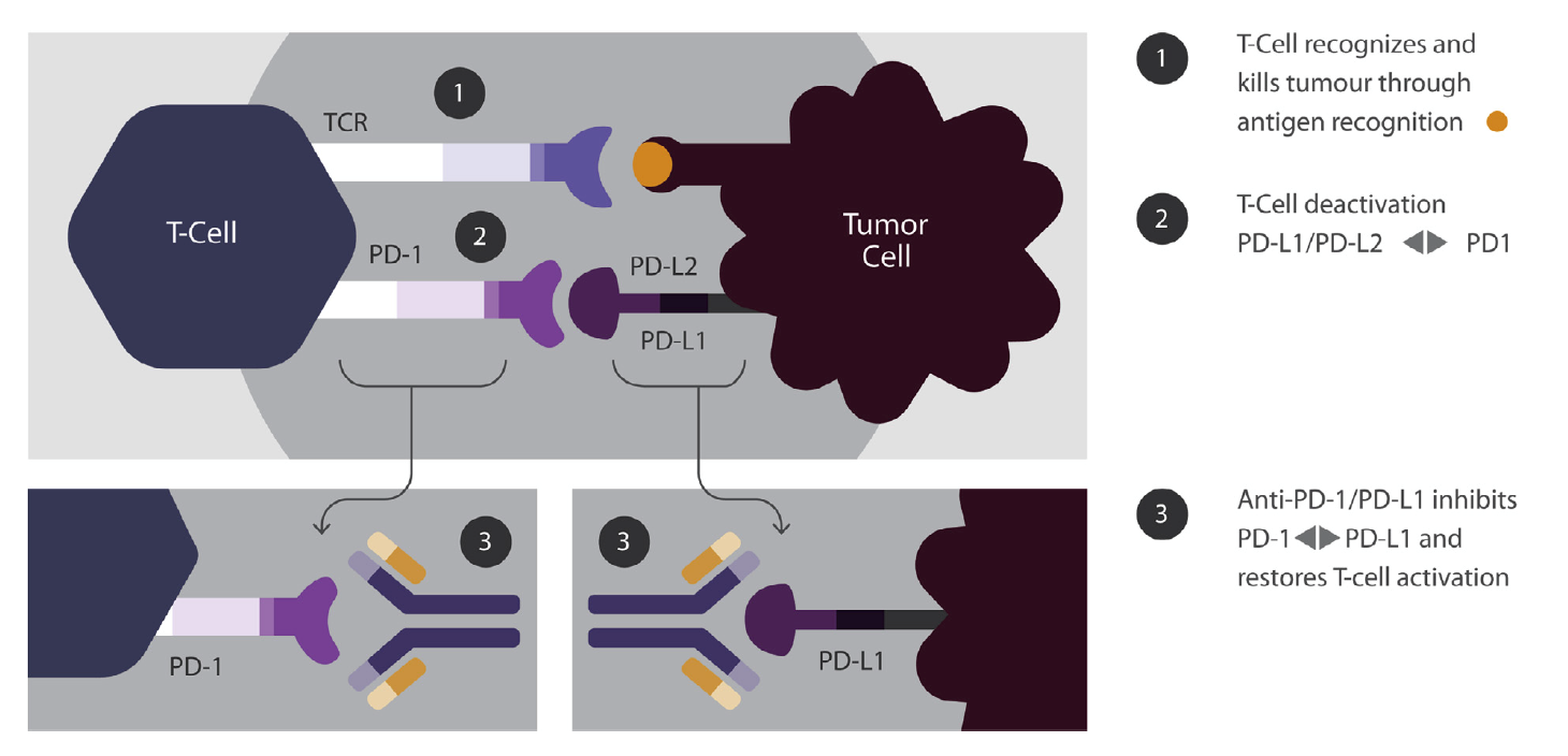 1527041337361782.png 图1.png