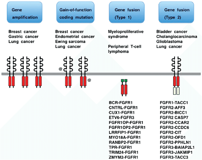 Fibroblast-growth-factor-receptor-FGFR-alterations-in-human-cancer-FGFR-genes-are.png