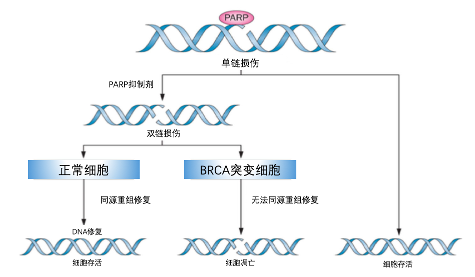 image003.png