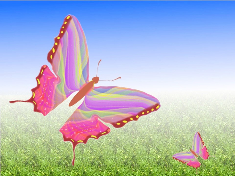butterfly-15865_960_720[1]_副本.jpg
