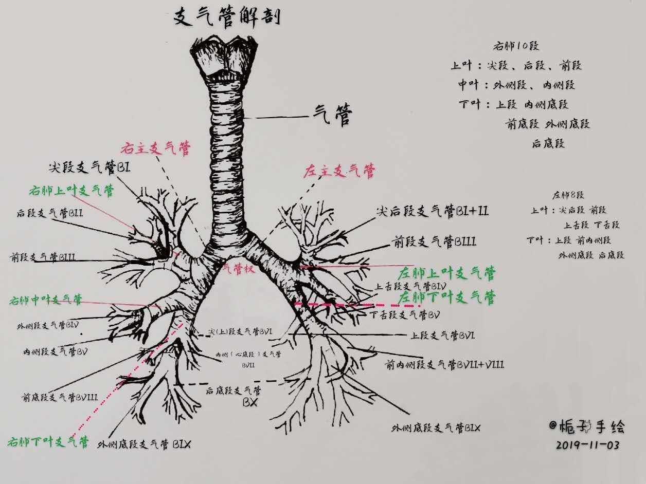 支气管2.jpg