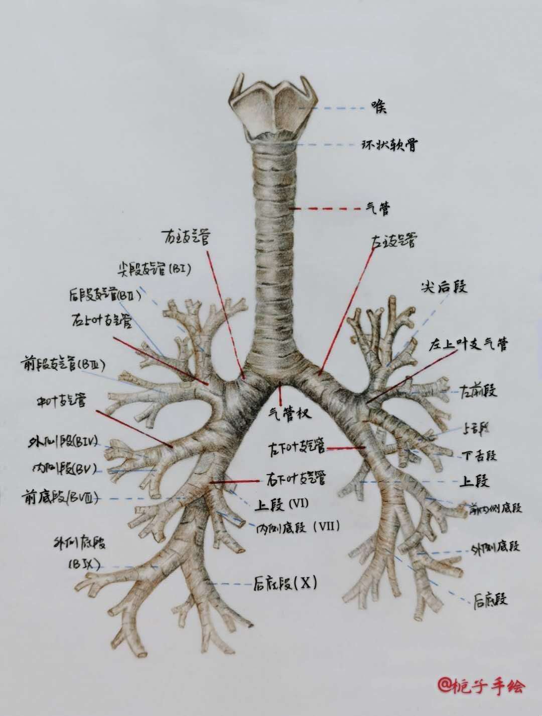 支气管3.jpg