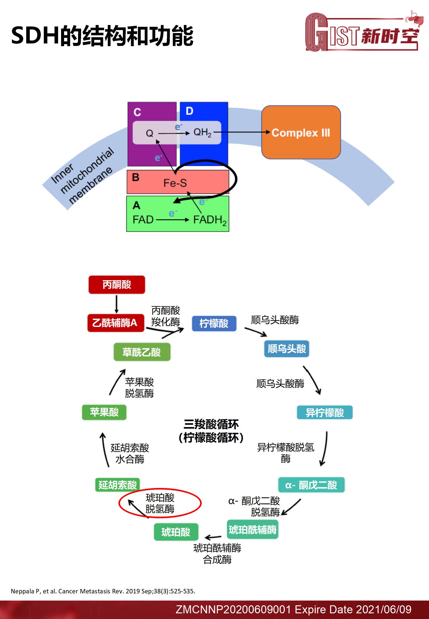 琥珀酸脱氢酶缺陷型（SDH）胃肠道间质瘤的管理现状final(2)_05.jpg